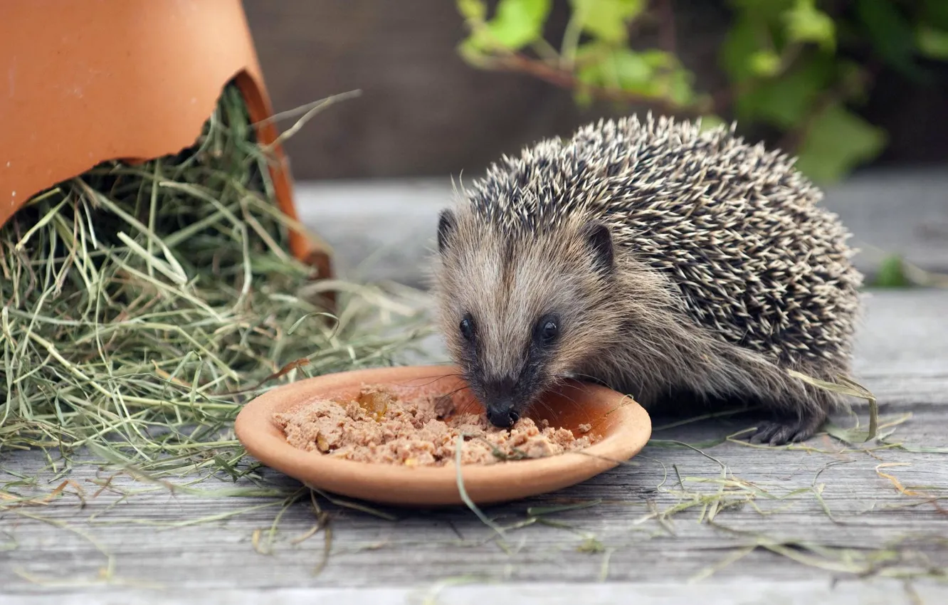 Photo wallpaper hedgehog, Prickly good - natured, Hedgehog in the country