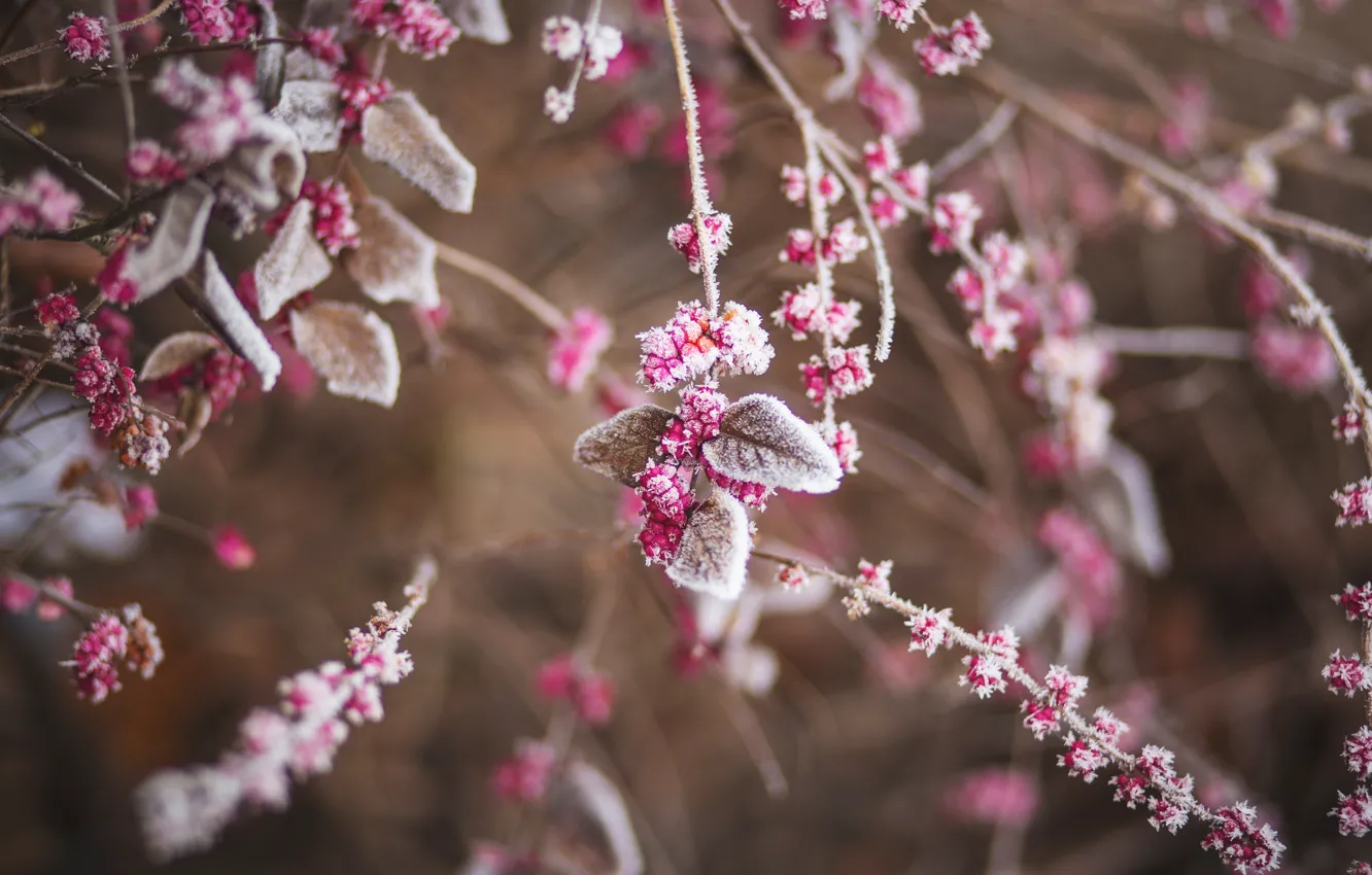 Photo wallpaper Winter, Leaves, Plant, The bushes, Frozen, Frost, Winter, Frost