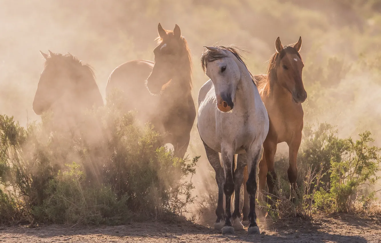 Photo wallpaper light, fog, horse, horse, morning, walk, the herd
