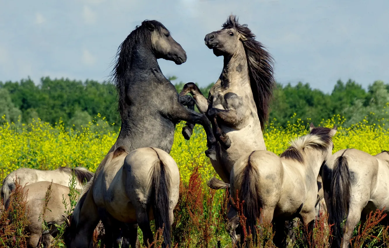 Photo wallpaper nature, background, horses