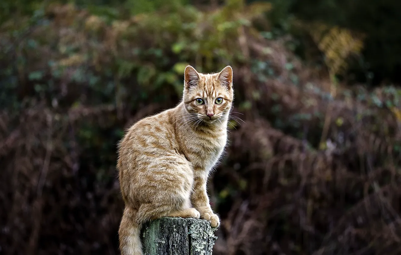Photo wallpaper cat, direct look, branch