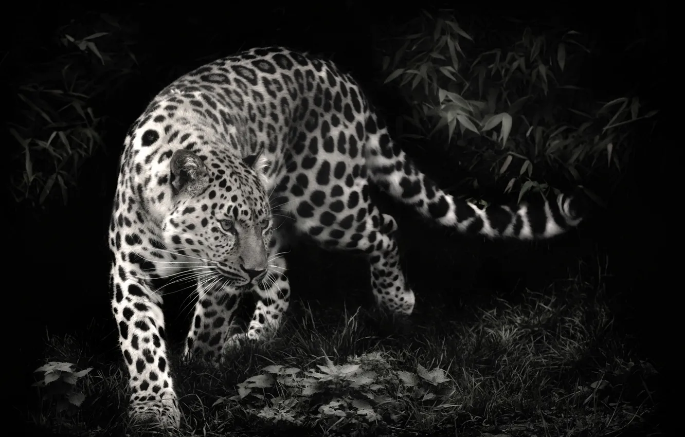 Photo wallpaper predator, leopard, leopard, black and white photo