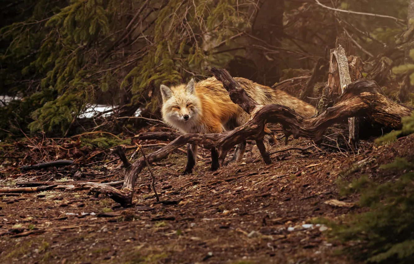 Photo wallpaper forest, Fox, Fox