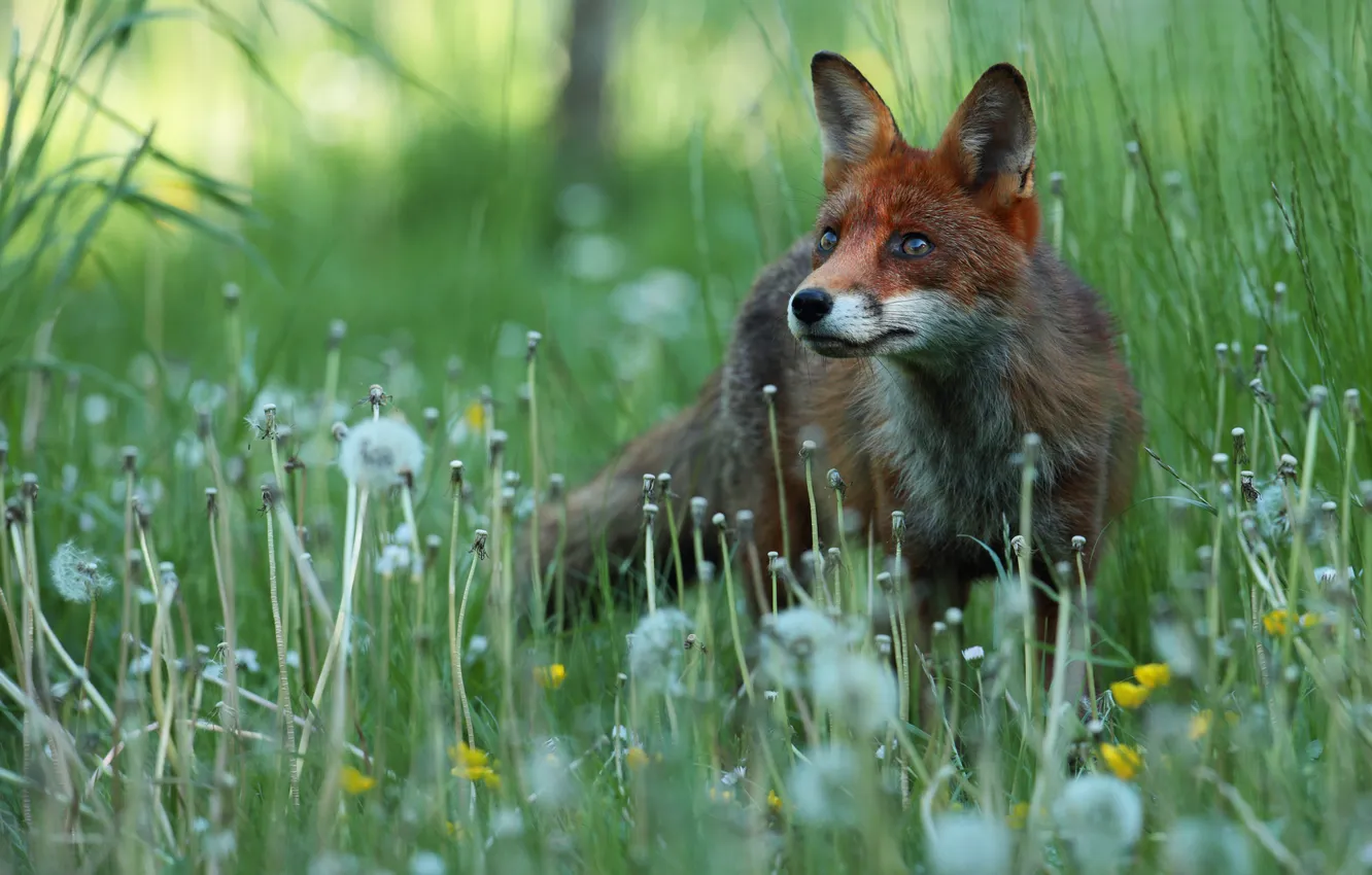 Photo wallpaper greens, grass, look, light, flowers, dandelion, glade, spring