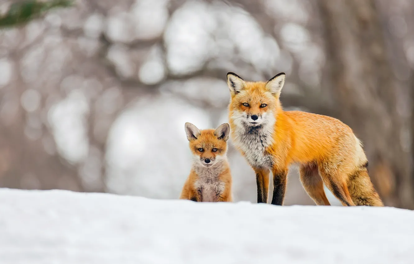 Photo wallpaper winter, snow, background, Fox, Fox, bokeh, Fox