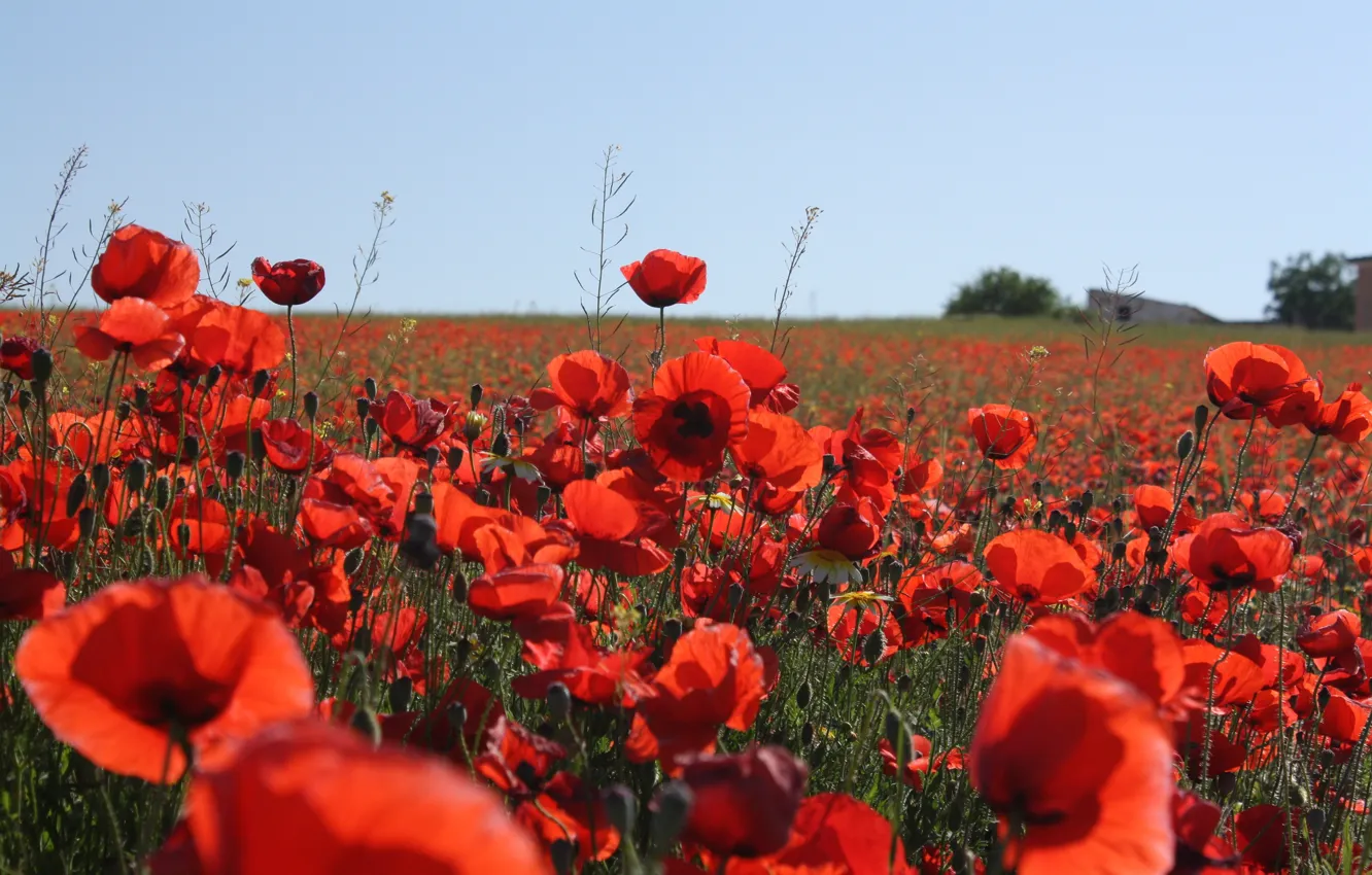 Photo wallpaper summer, flowers, Maki, poppy field