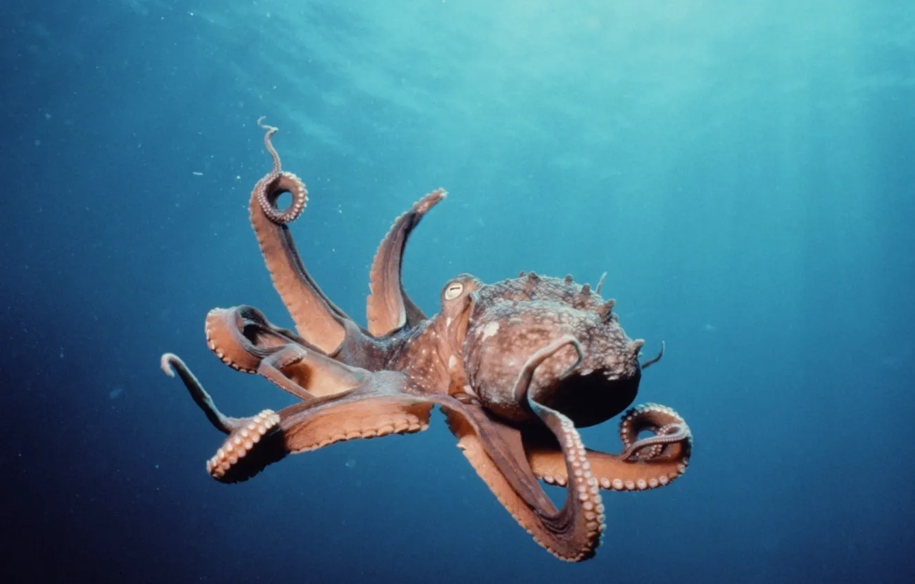 Photo wallpaper underwater, ocean, octopus