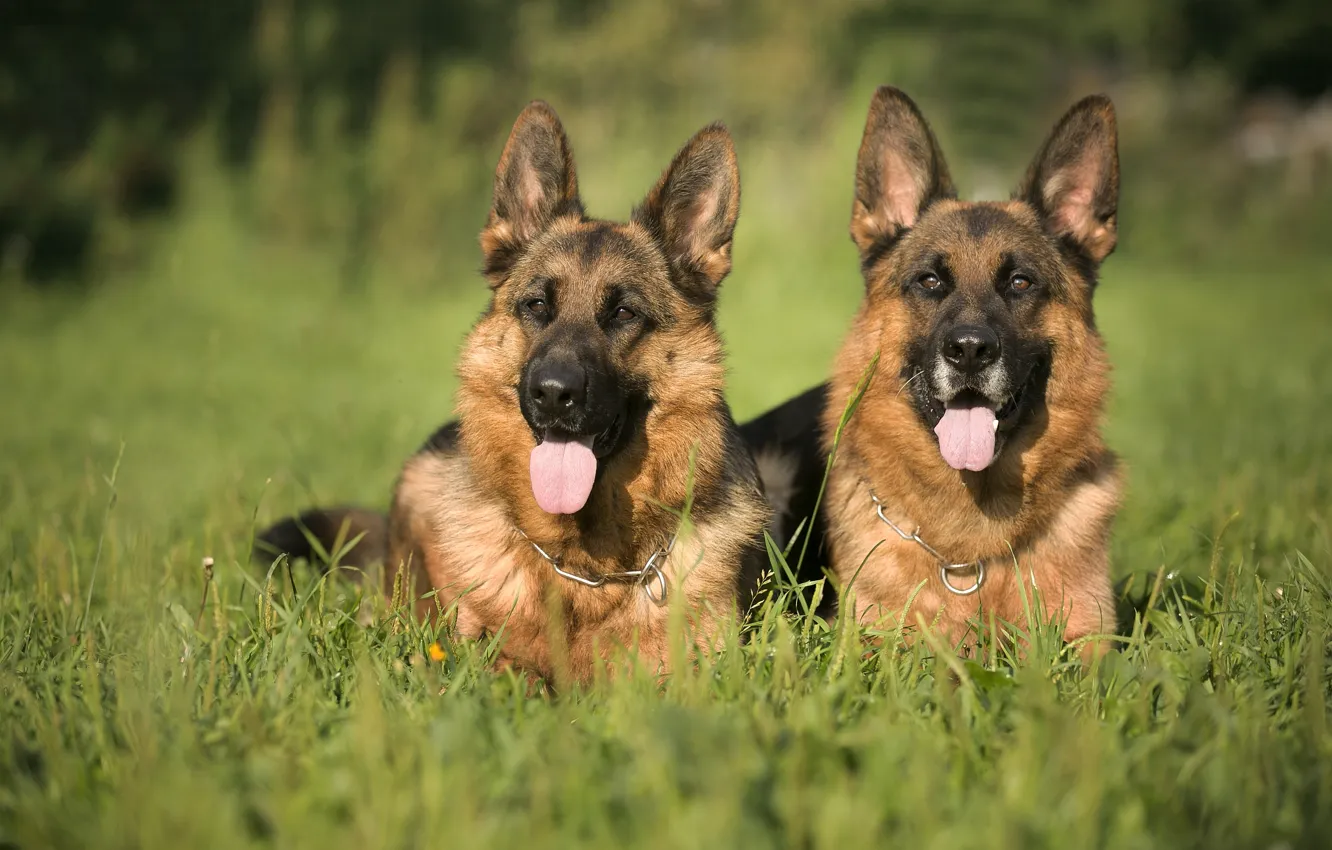 Photo wallpaper grass, pair, shepherd