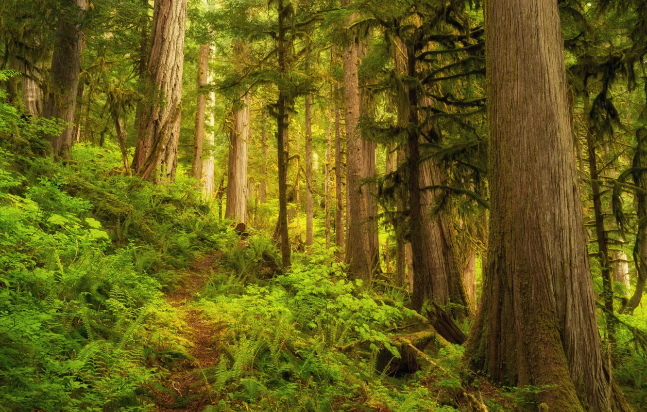 Photo wallpaper forest, trees, nature, trail