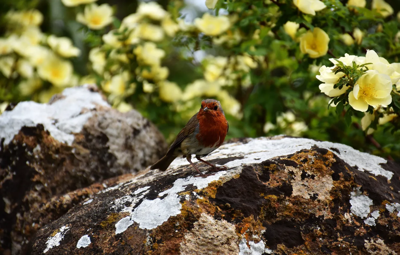 Photo wallpaper flowers, yellow, stones, bird, garden, briar, Robin