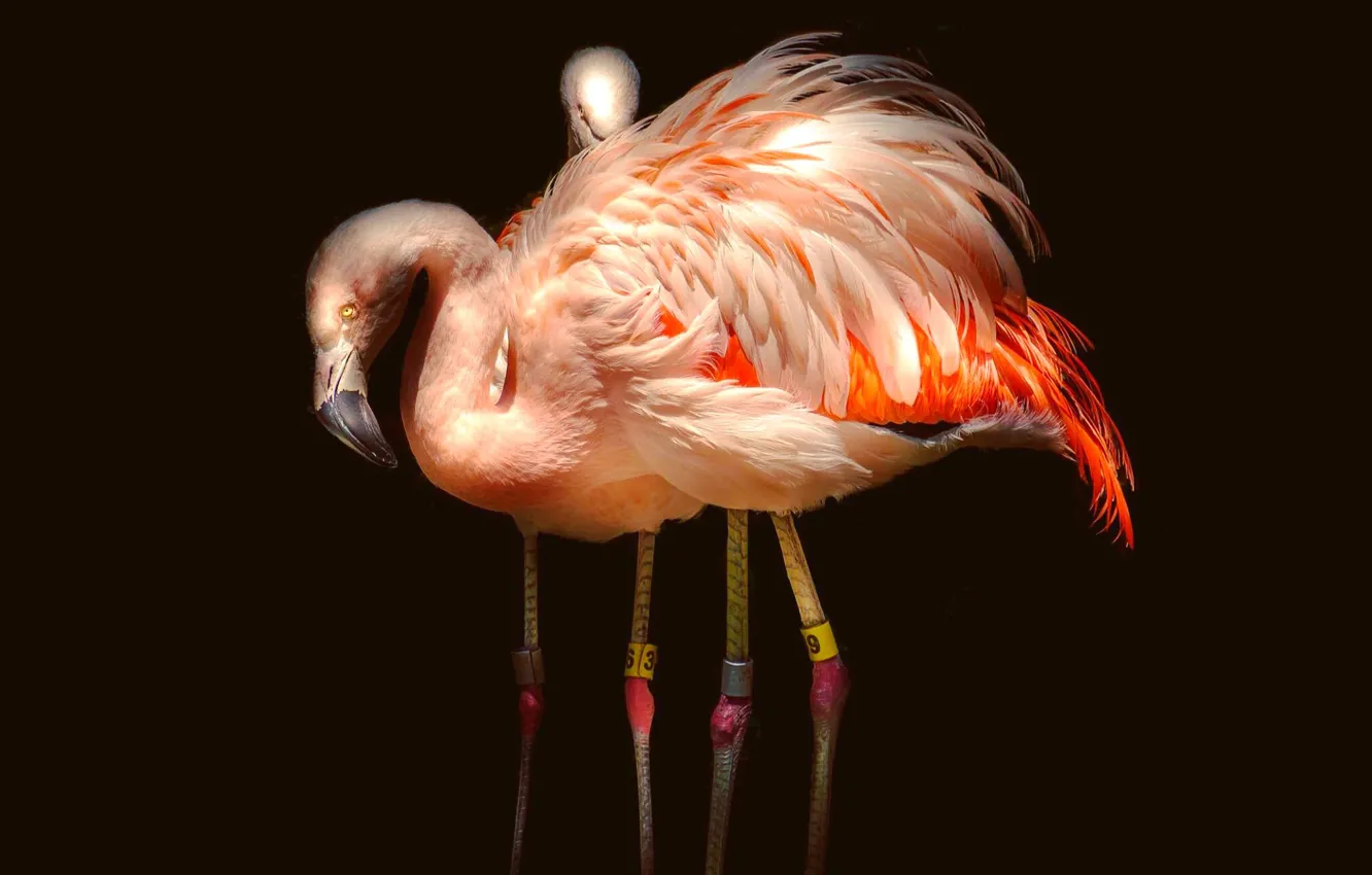 Photo wallpaper light, birds, pose, the dark background, pink, bird, two, pair