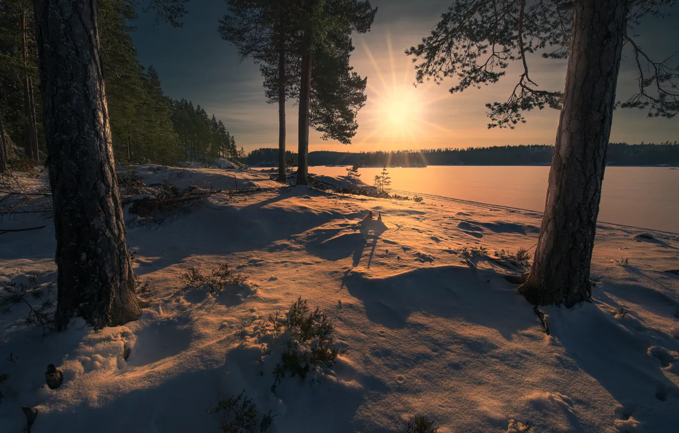Photo wallpaper forest, snow, Norway, Norway, Ringerike