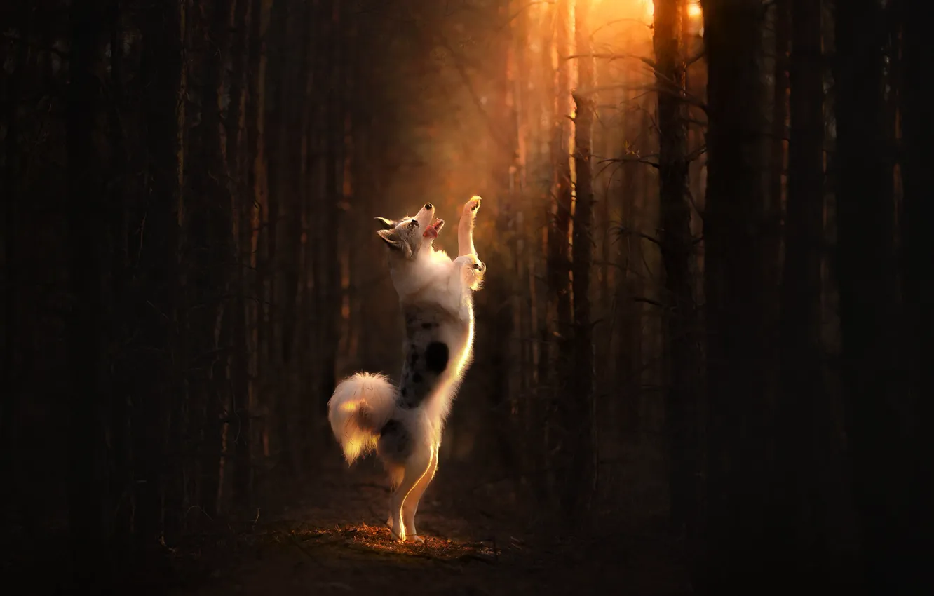 Photo wallpaper forest, each, dog