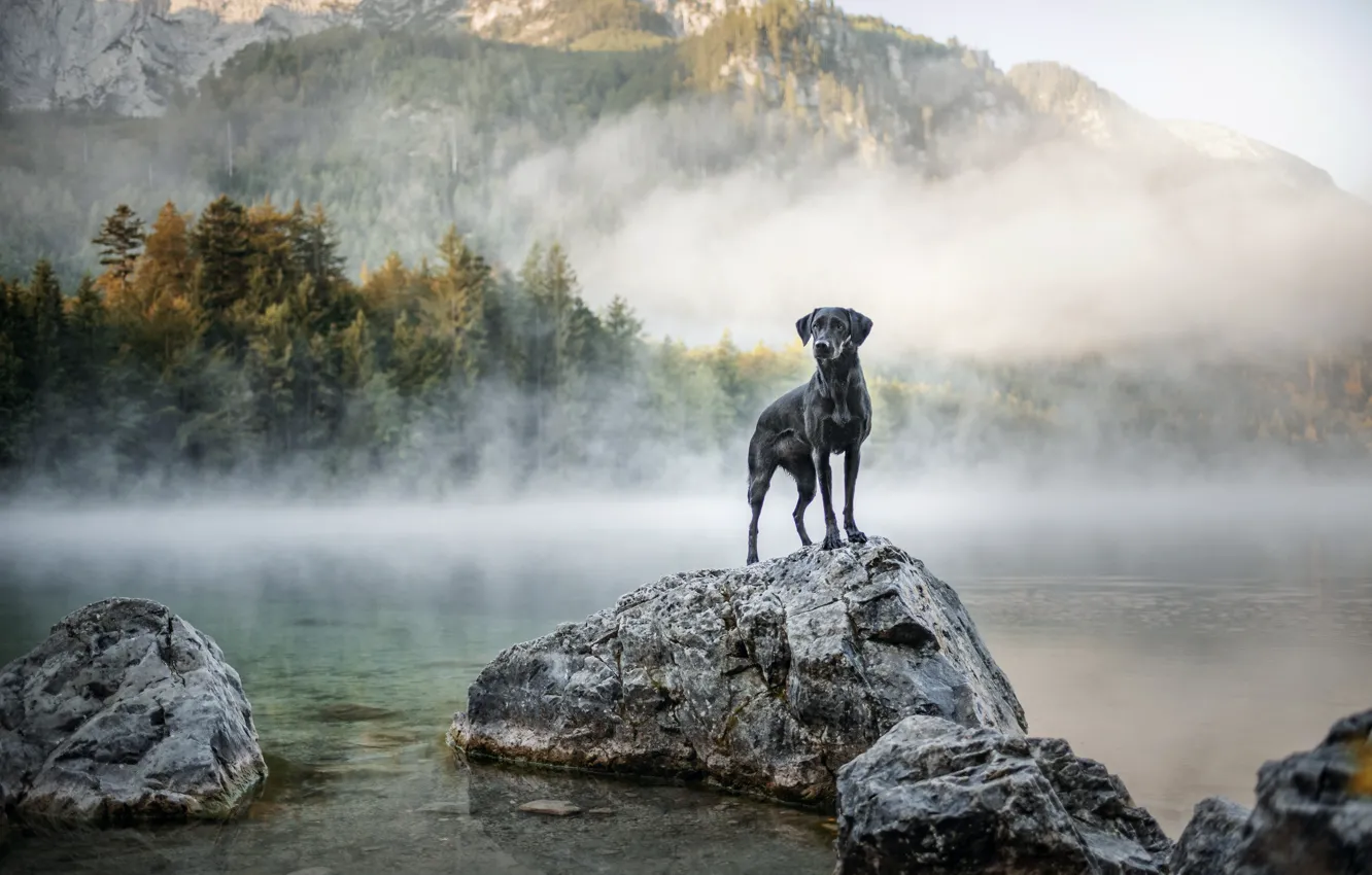 Photo wallpaper autumn, forest, landscape, mountains, fog, lake, stones, rocks