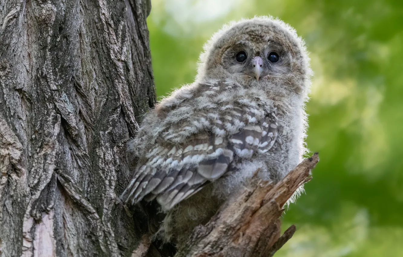 Photo wallpaper look, trees, owl, bird, Chicks, bitches, bokeh, owlet
