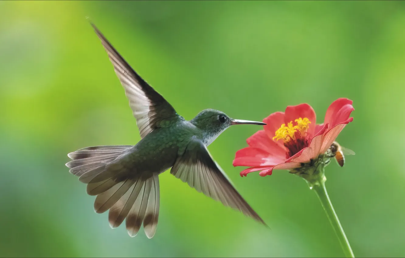 Photo wallpaper flowers, bee, bird, spring