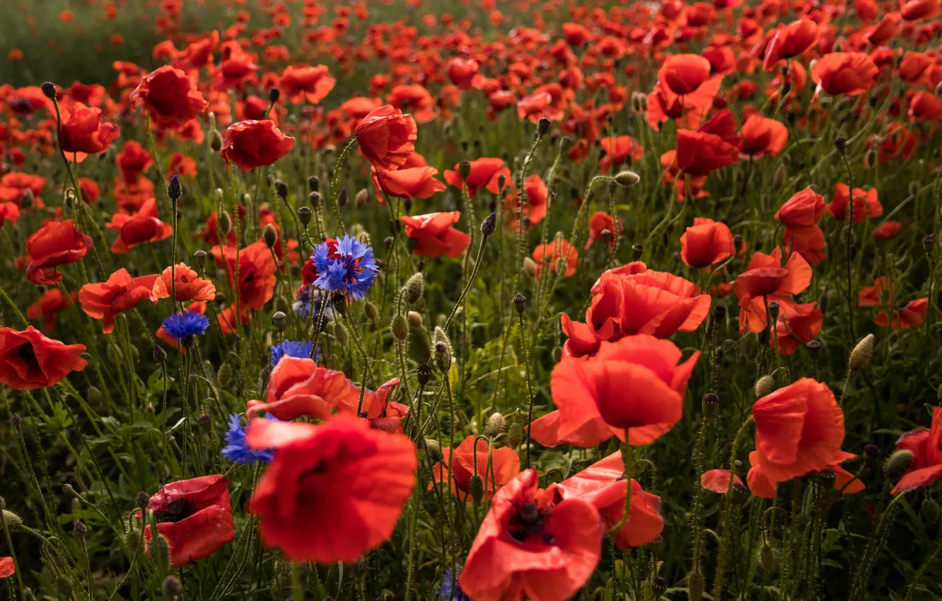 Photo wallpaper red, flowers, a lot, Maki, poppy field, summer, cornflowers