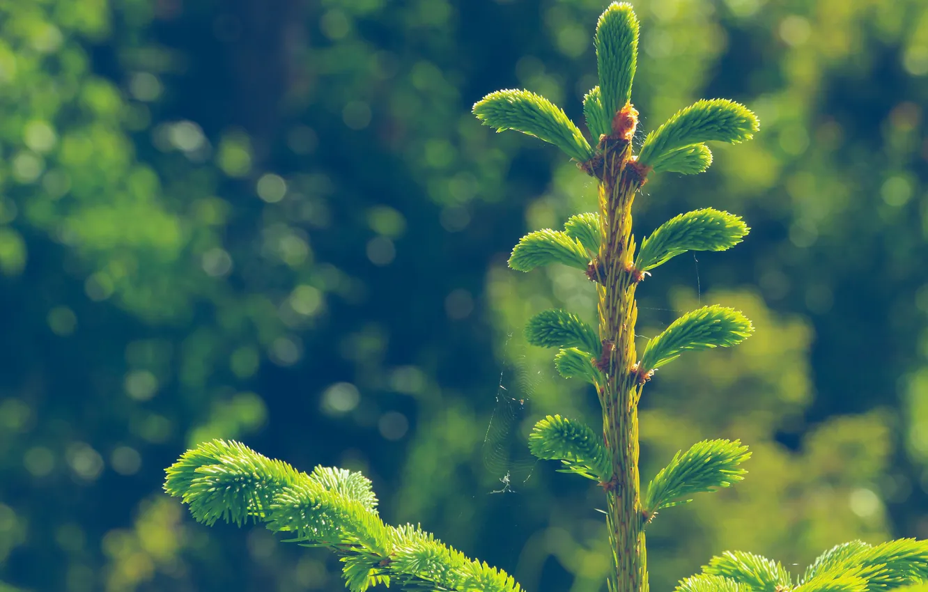 Photo wallpaper green, spruce, twig