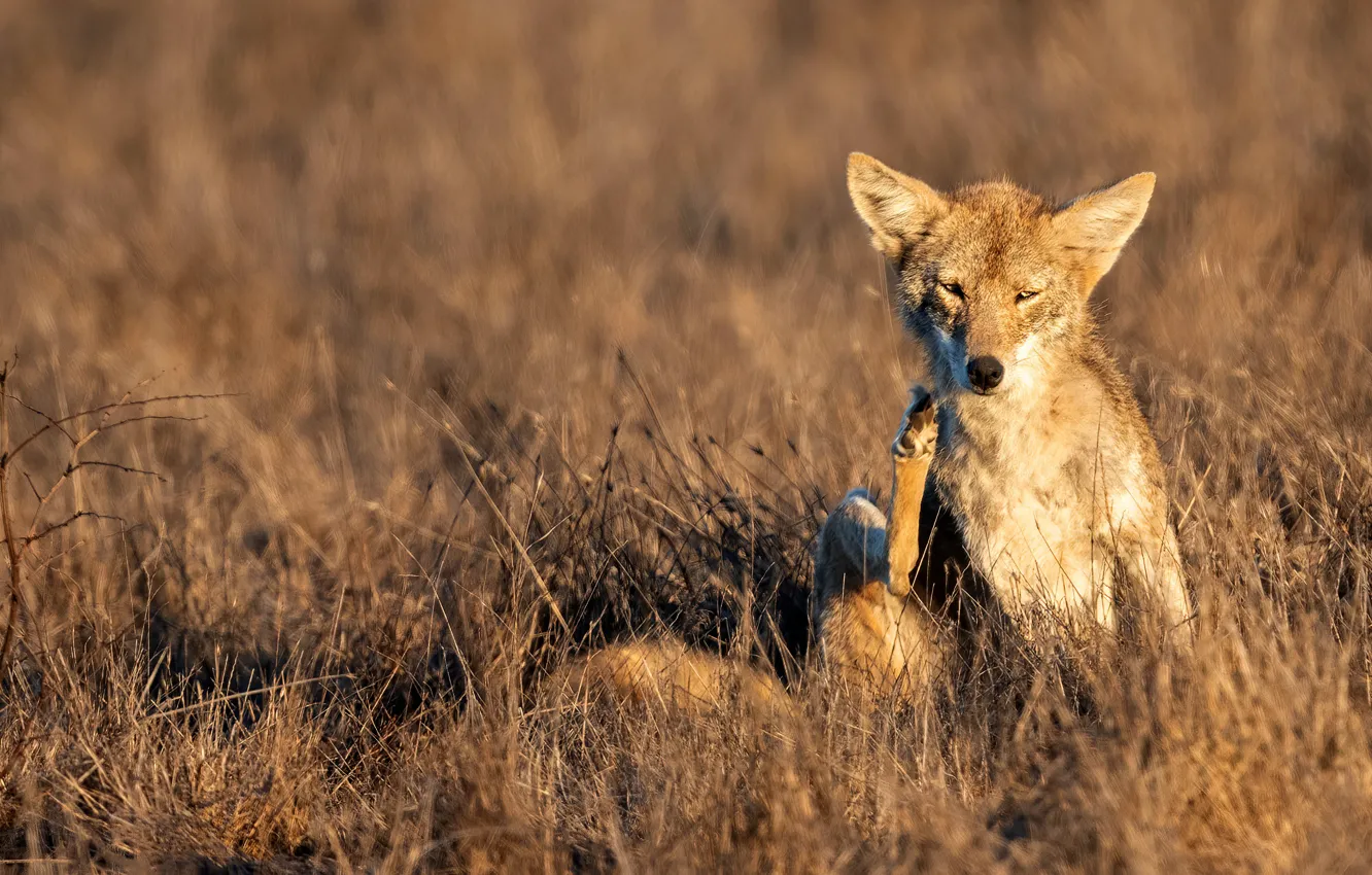 Photo wallpaper field, grass, light, pose, wolf, paws, sitting, coyote