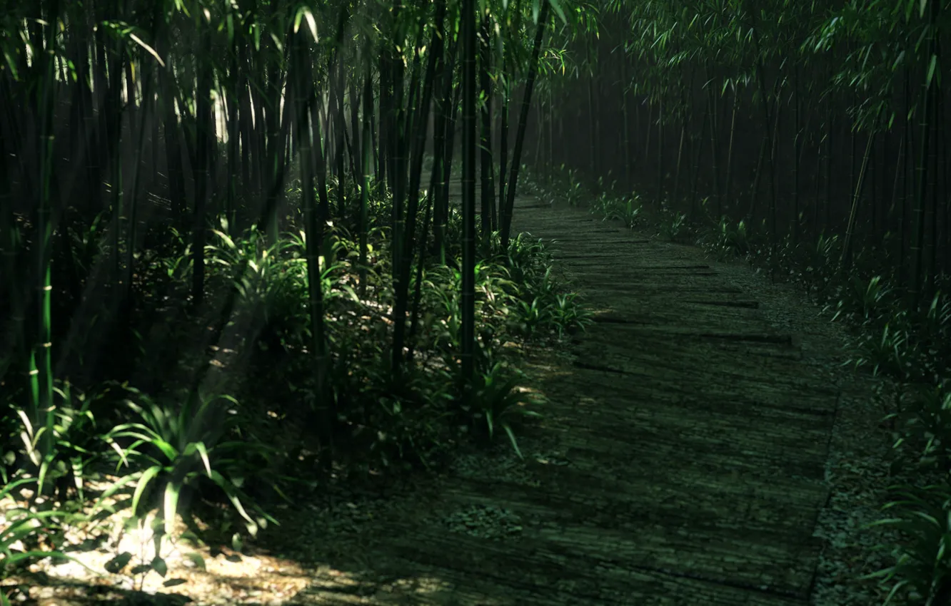 Photo wallpaper road, forest, grass, trees, thickets, bamboo