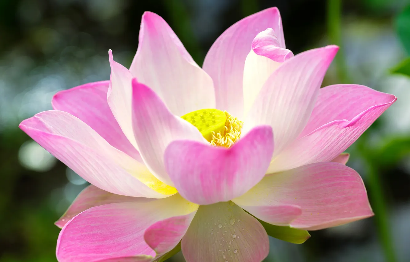Photo wallpaper flower, macro, pink, petals, Lotus