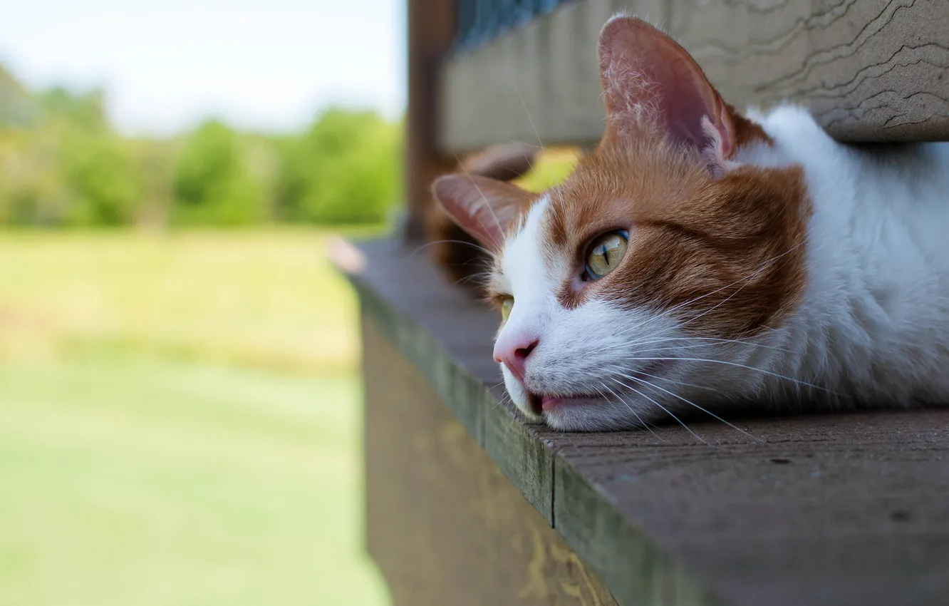 Photo wallpaper cat, stay, lies, red