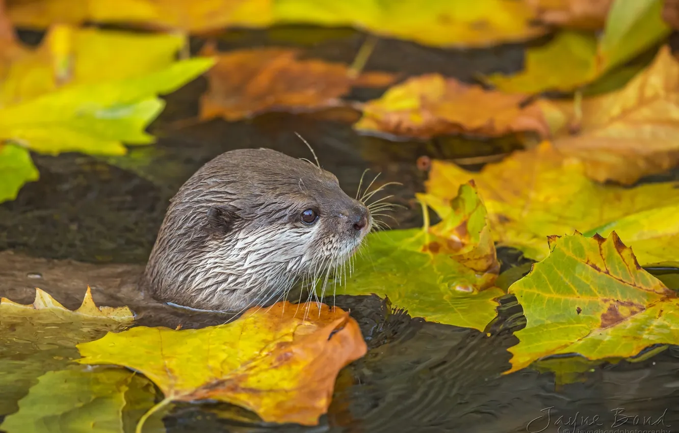 Photo wallpaper autumn, leaves, water, predator, muzzle, pond, otter
