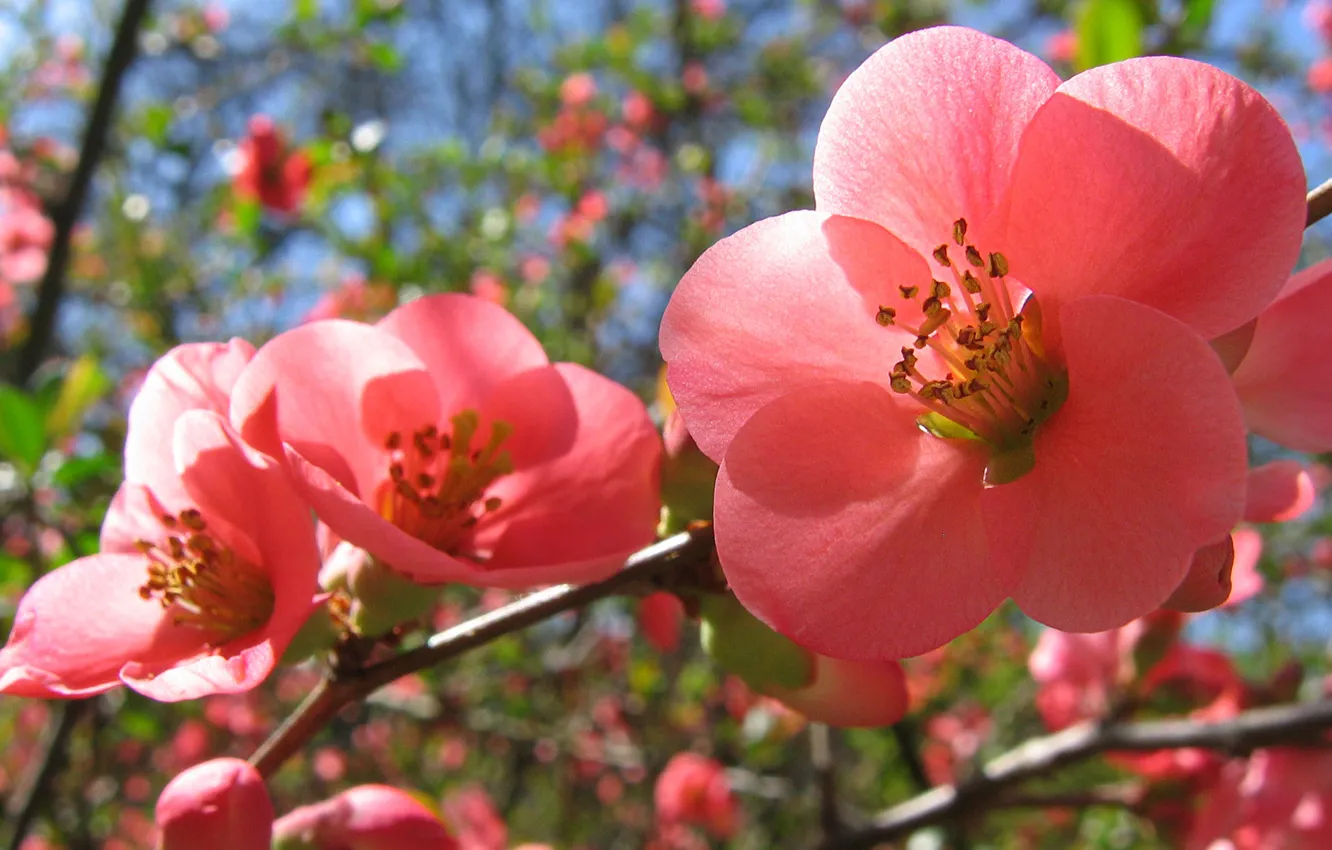 Photo wallpaper spring, flowering, pink flowers