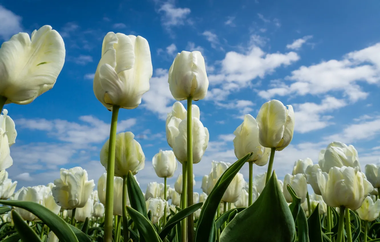 Photo wallpaper the sky, flowers, tulips