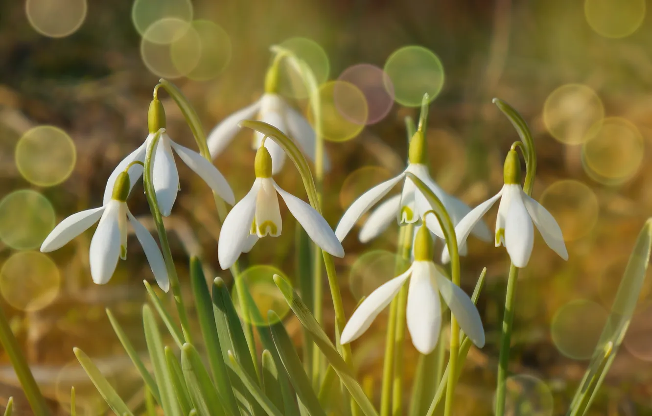 Photo wallpaper flower, Snowdrops, speing
