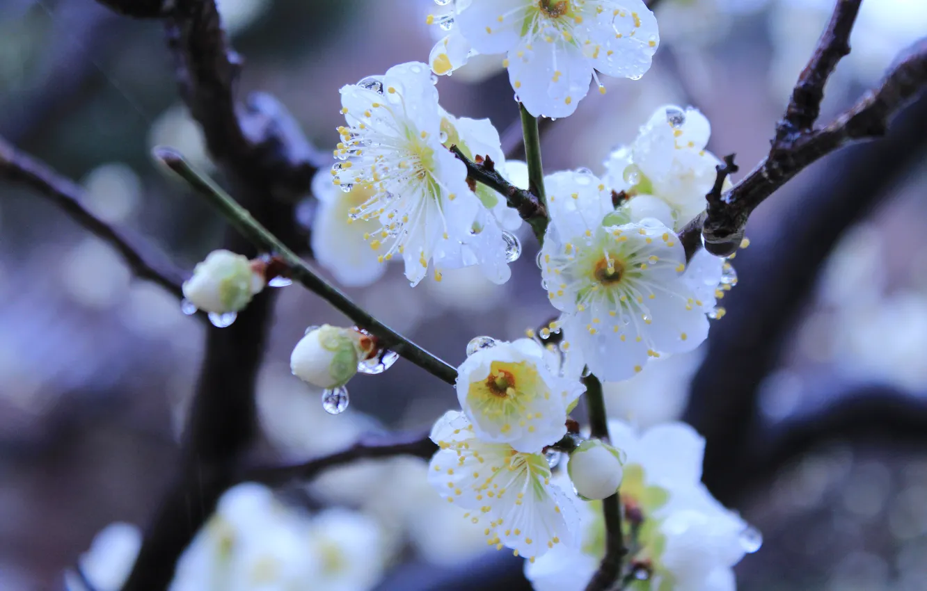 Photo wallpaper water, drops, macro, spring, Japan, flowering, Kyoto, Imperial garden