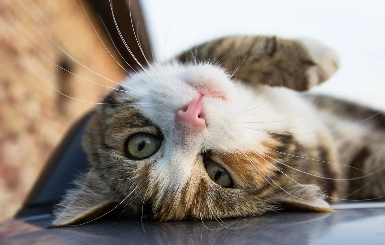 Photo wallpaper cat, muzzle, lies, on the back