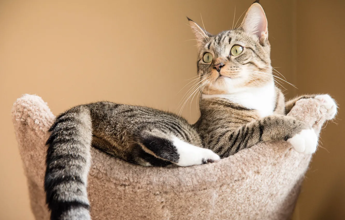 Photo wallpaper cat, cat, look, pose, comfort, grey, background, wall