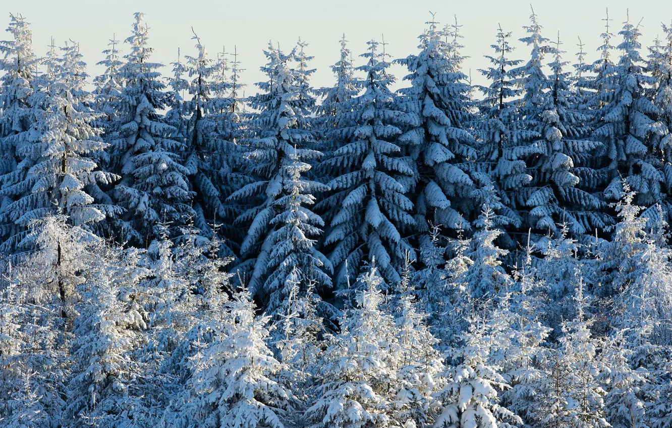 Photo wallpaper winter, forest, nature