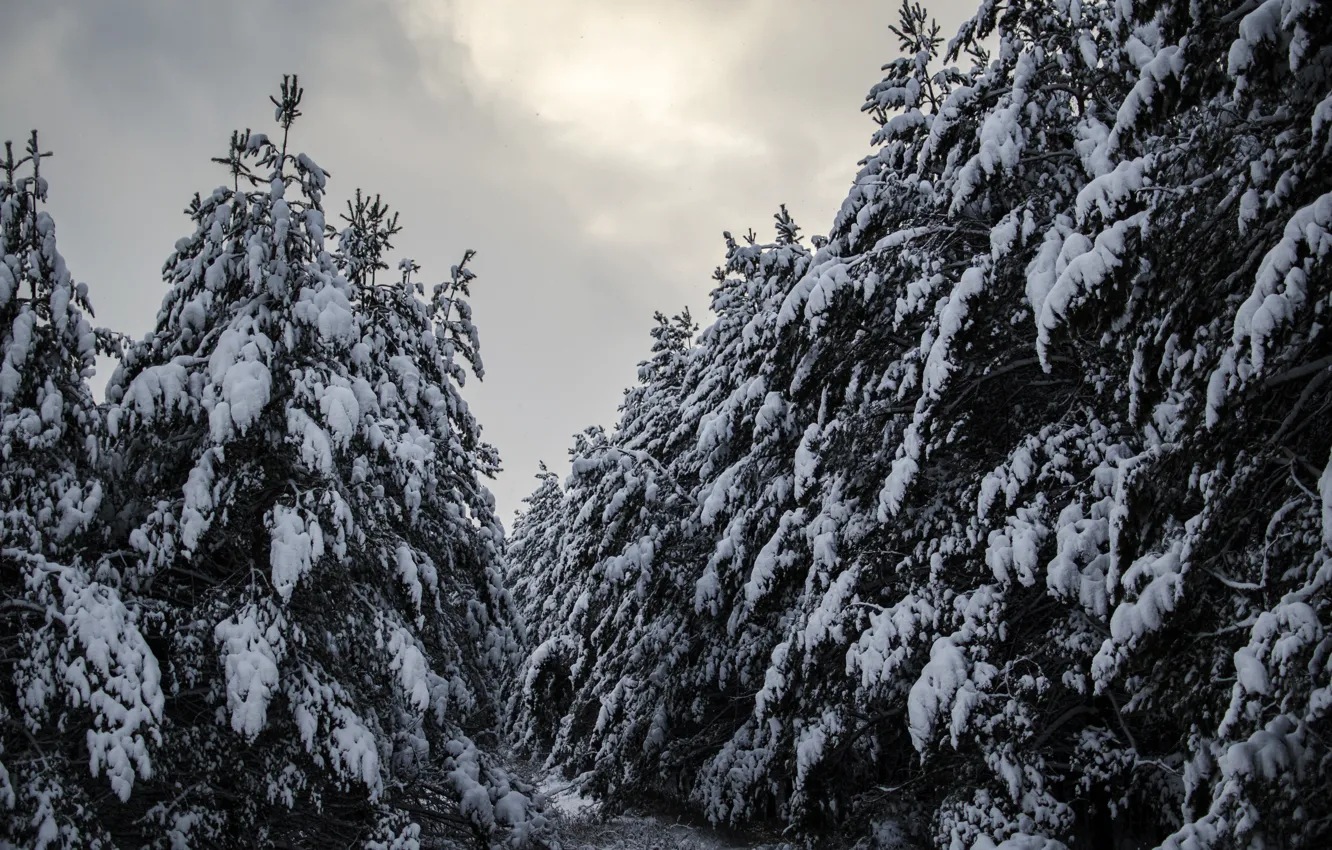 Photo wallpaper winter, snow, Forest, pine, forest, winter