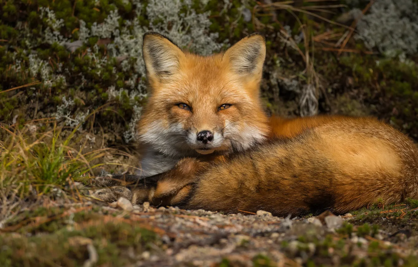 Photo wallpaper look, face, nature, pose, Fox, lies, red