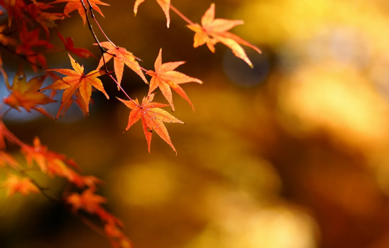 Photo wallpaper autumn, leaves, focus, maple