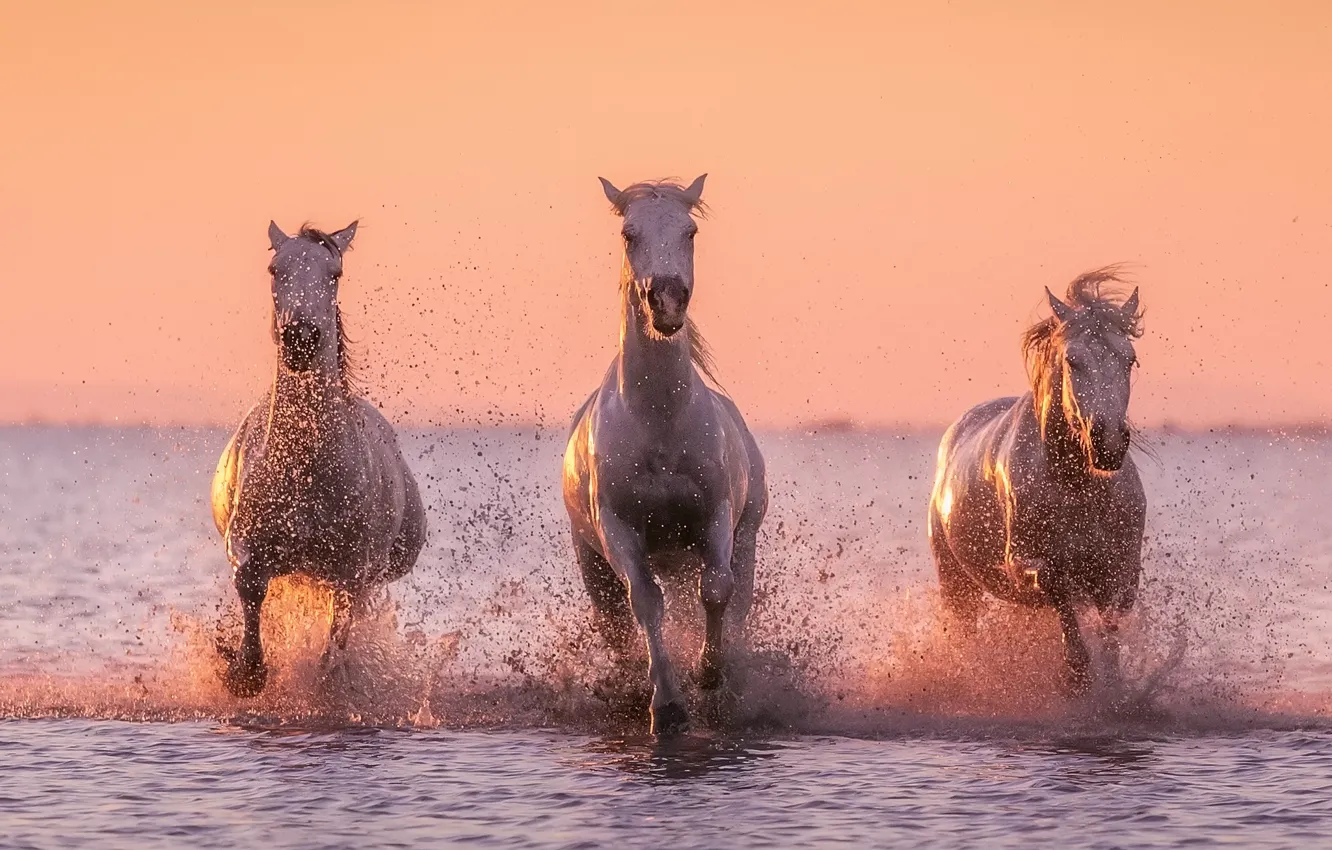 Photo wallpaper water, squirt, horse, white horse