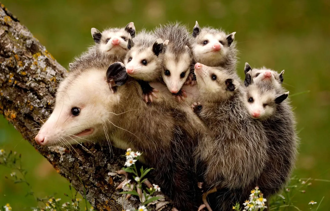 Photo wallpaper animals, nature, tree, opossums, mother and children