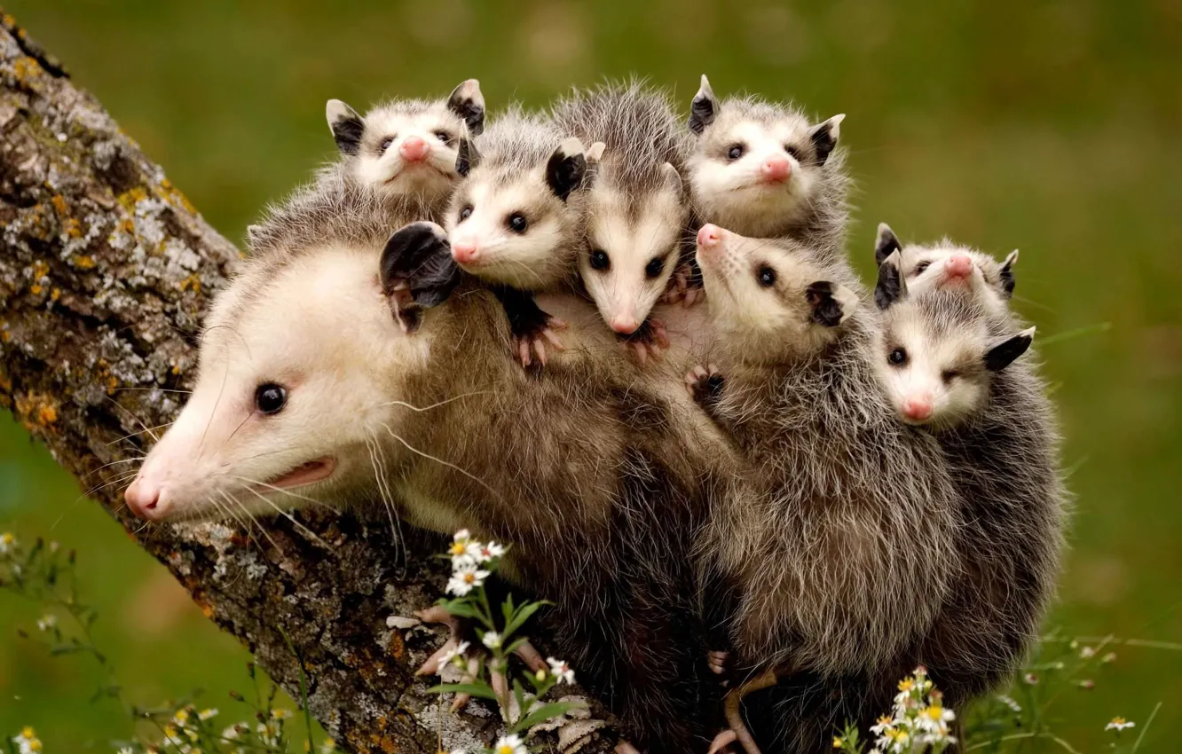 Photo wallpaper trees, nature, animal, possum, mother and children