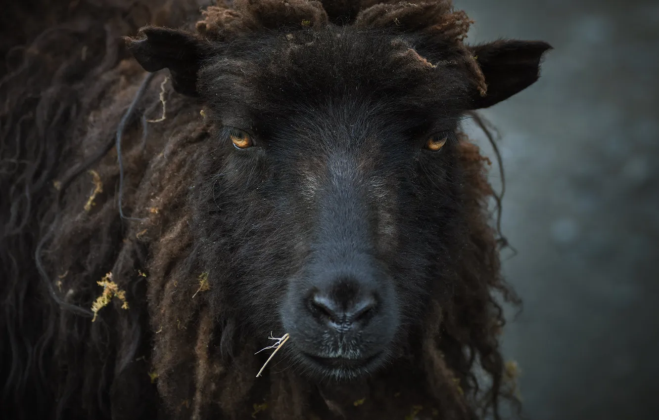 Photo wallpaper look, face, sheep