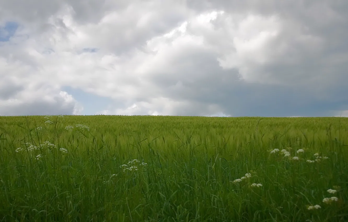 Photo wallpaper field, clouds, green