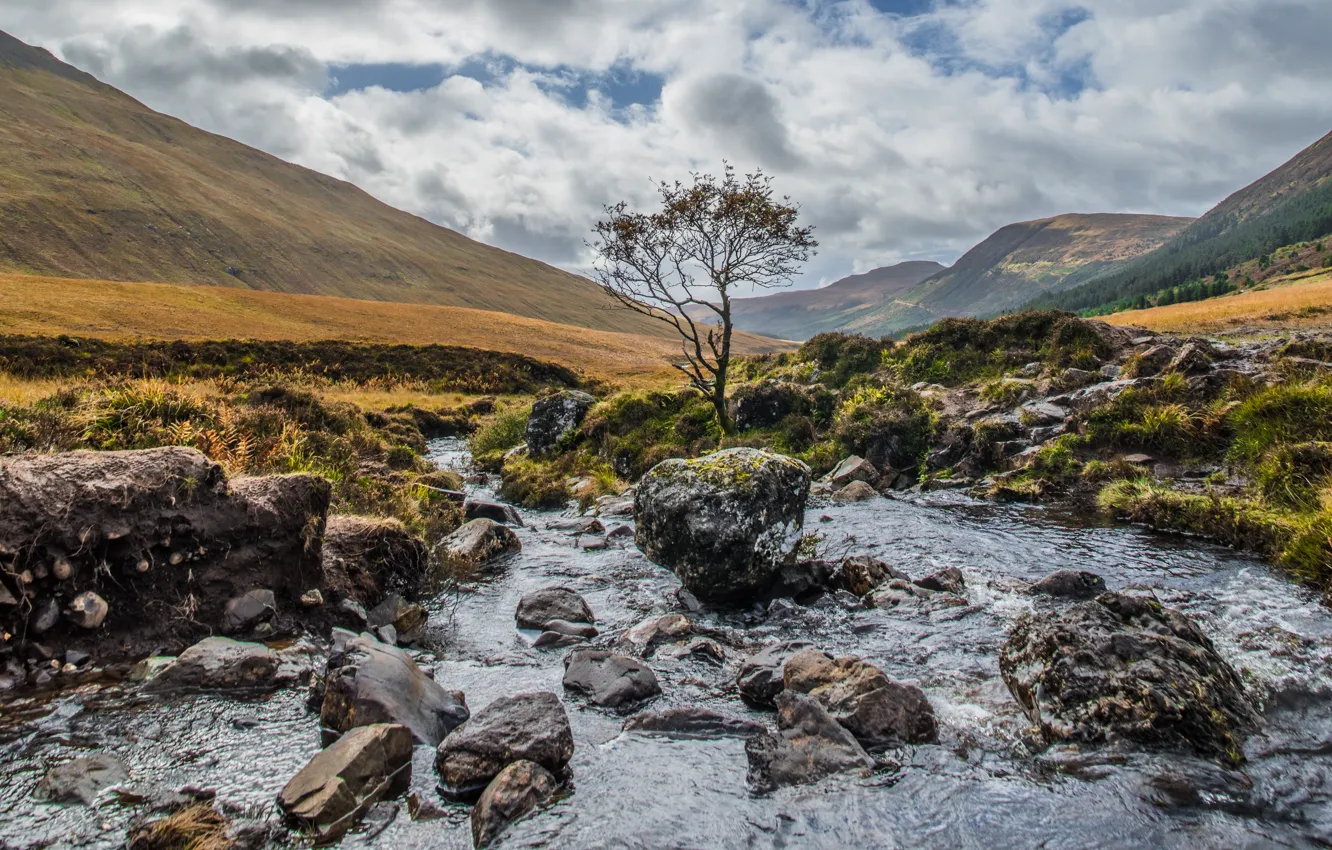 Photo wallpaper water, trees, landscape, nature, river, stream, stones