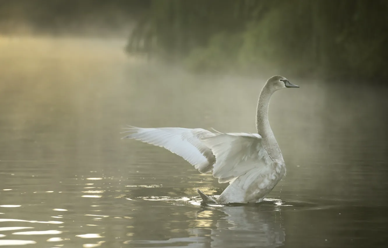 Photo wallpaper nature, bird, swans