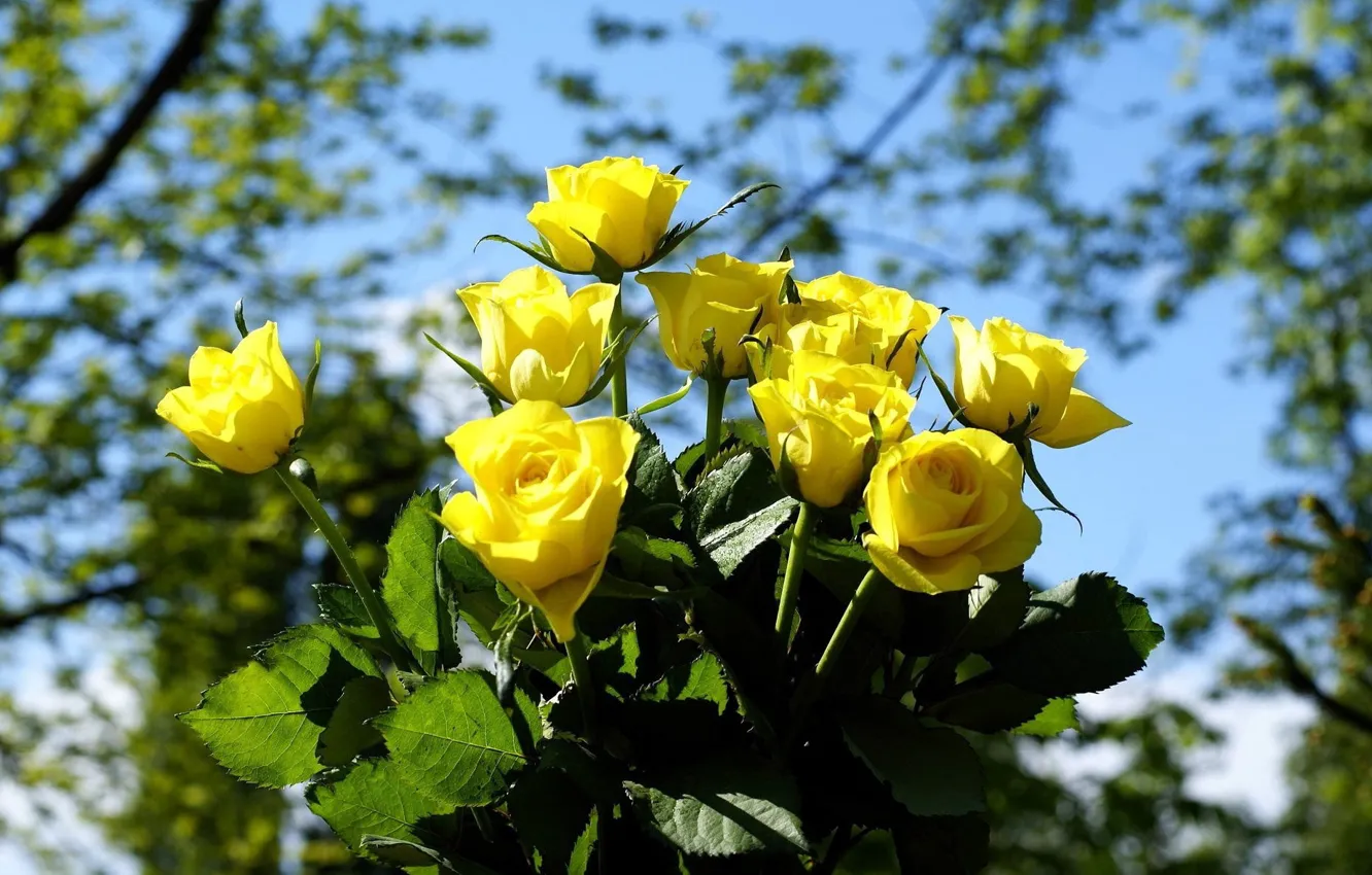 Photo wallpaper flowers, yellow, roses, bouquet