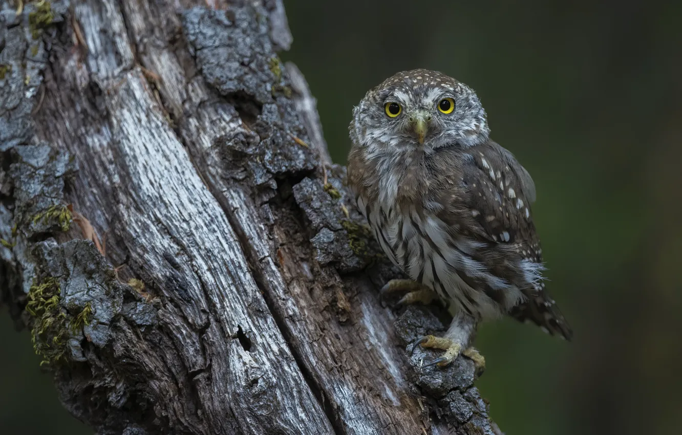 Photo wallpaper look, trees, nature, owl, bird, bark, owl, sychik