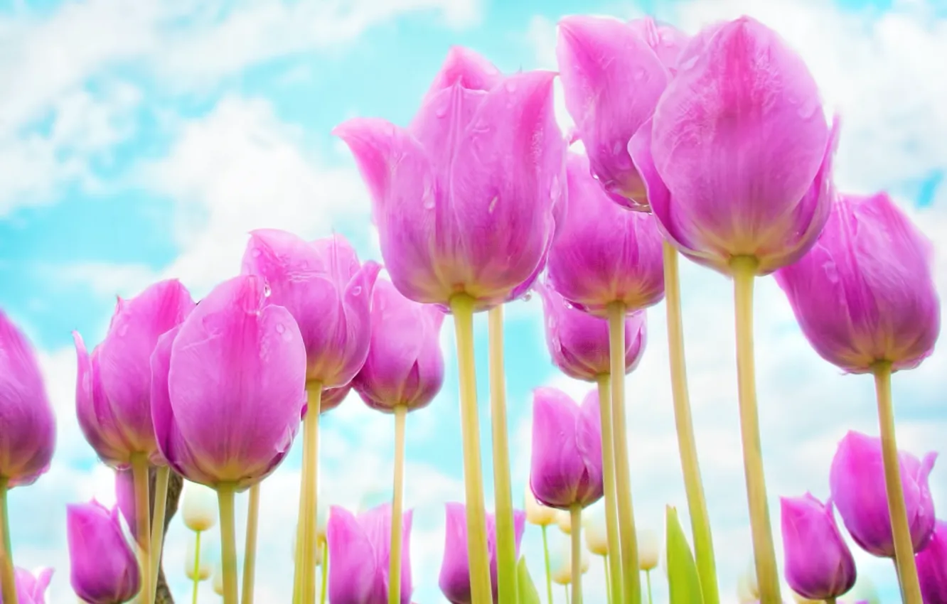 Photo wallpaper summer, garden, tulips