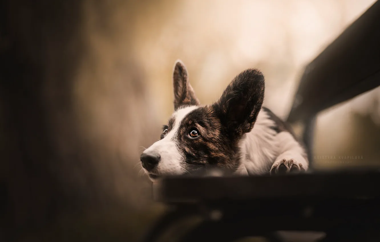 Photo wallpaper look, bench, dog, ears, face, bokeh, Welsh Corgi