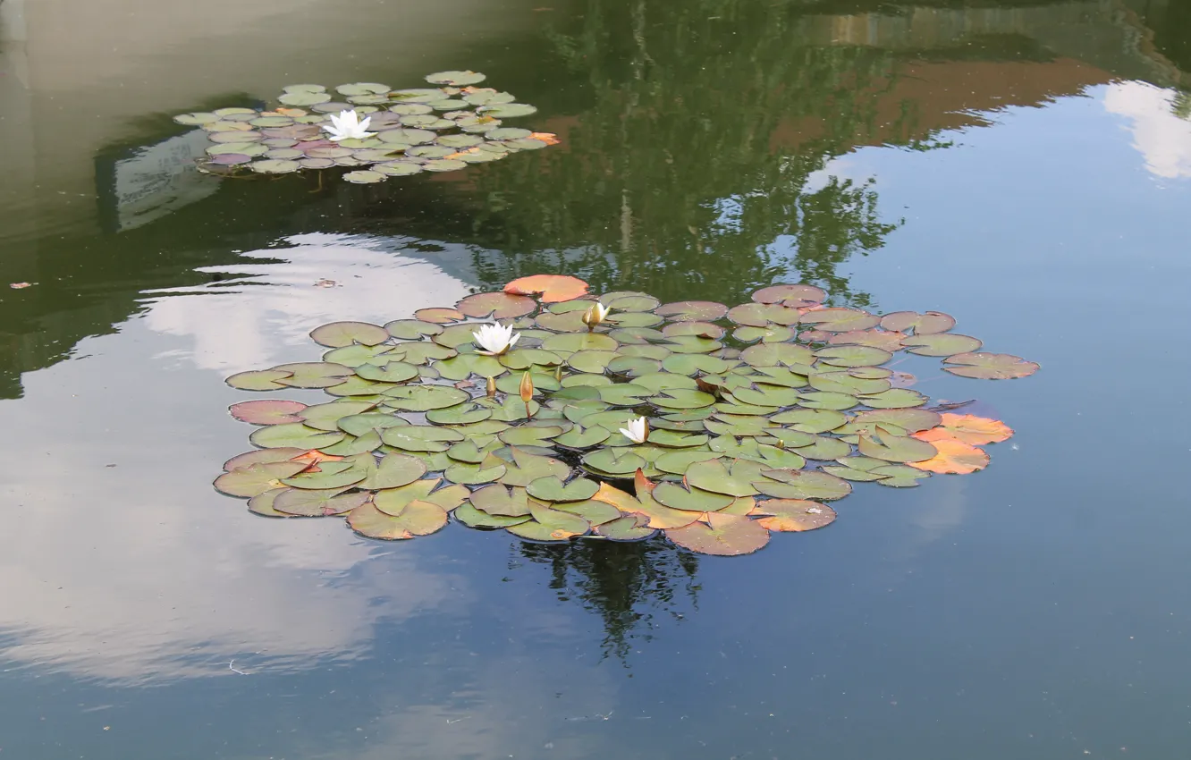 Photo wallpaper water, Lily, zoo, 2016