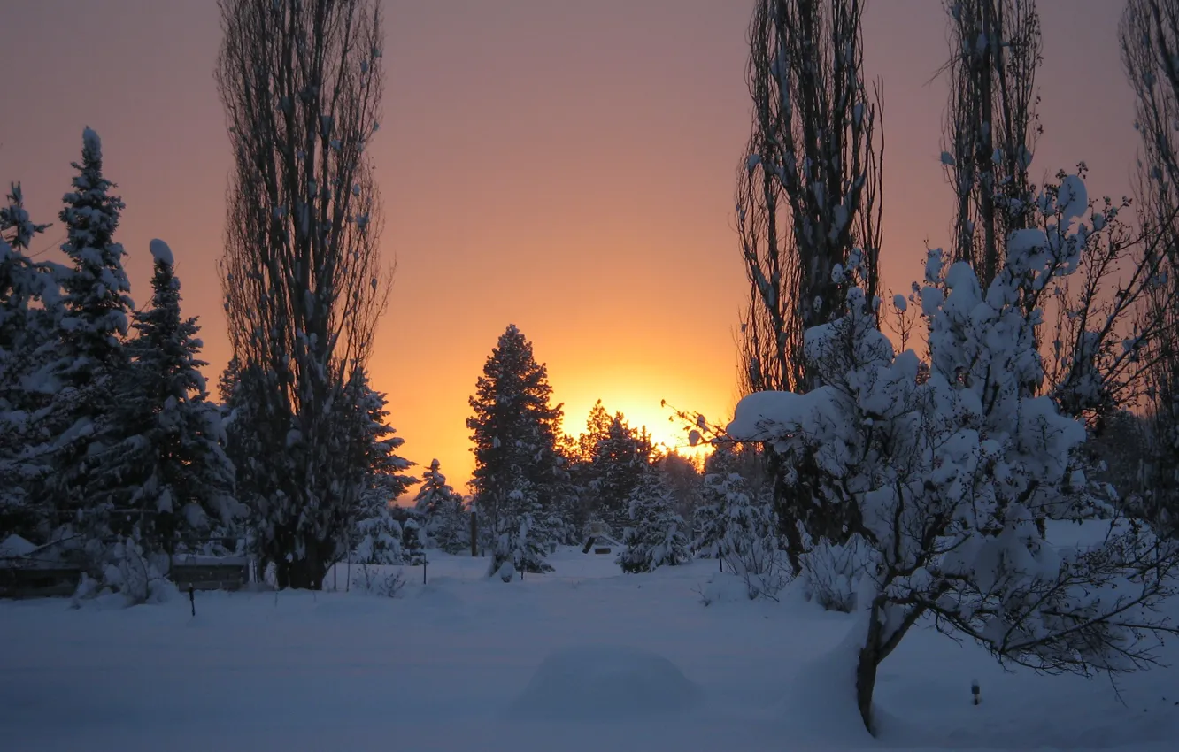 Photo wallpaper Winter, Frost, Sunset, Snow